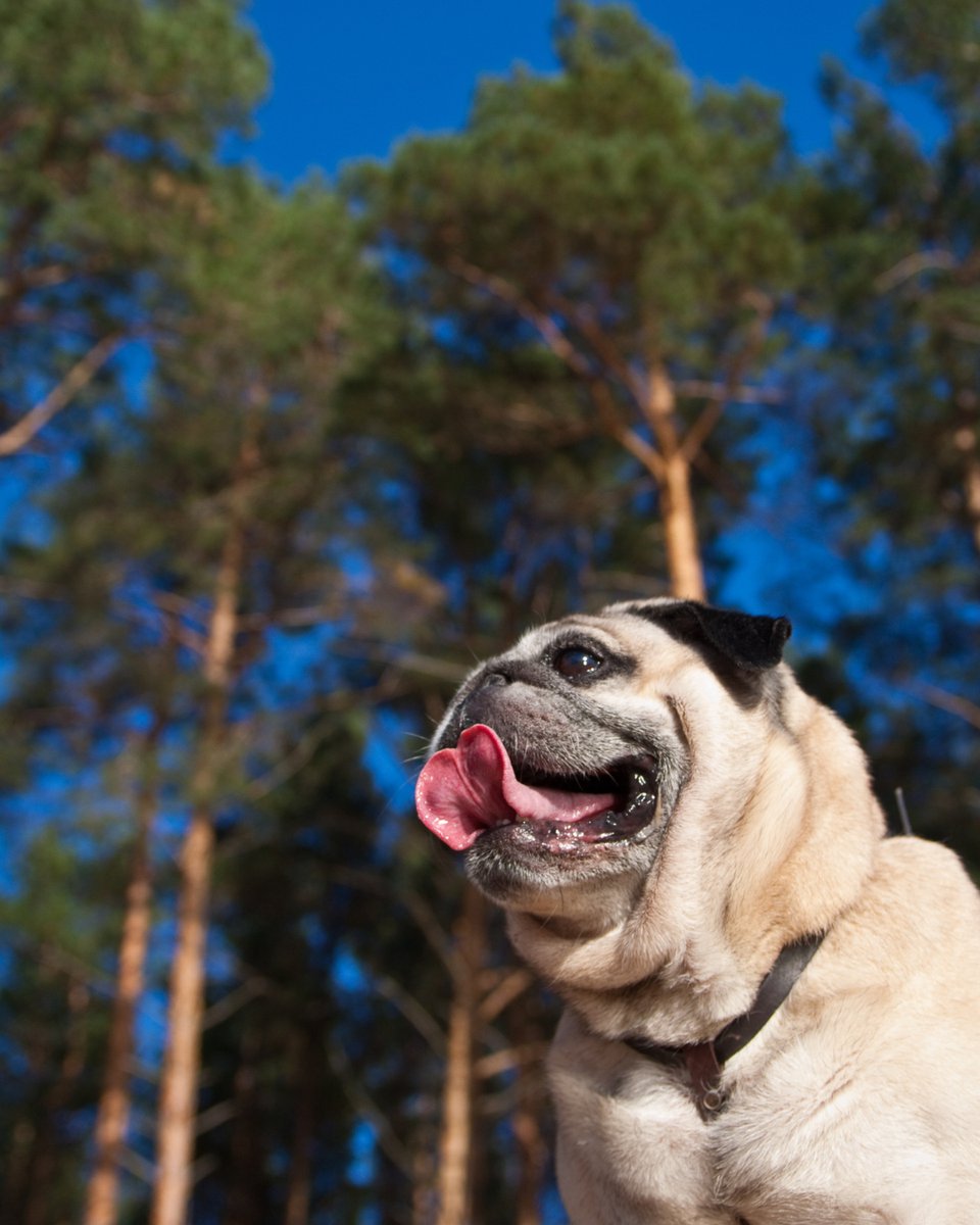 thesopawsome's tweet image. My pug's favorite game? 'Who can make the funniest face?' They always win. 🏆 #PugFaces #FunnyFaces #PugGames #PugLife #PlayfulPug