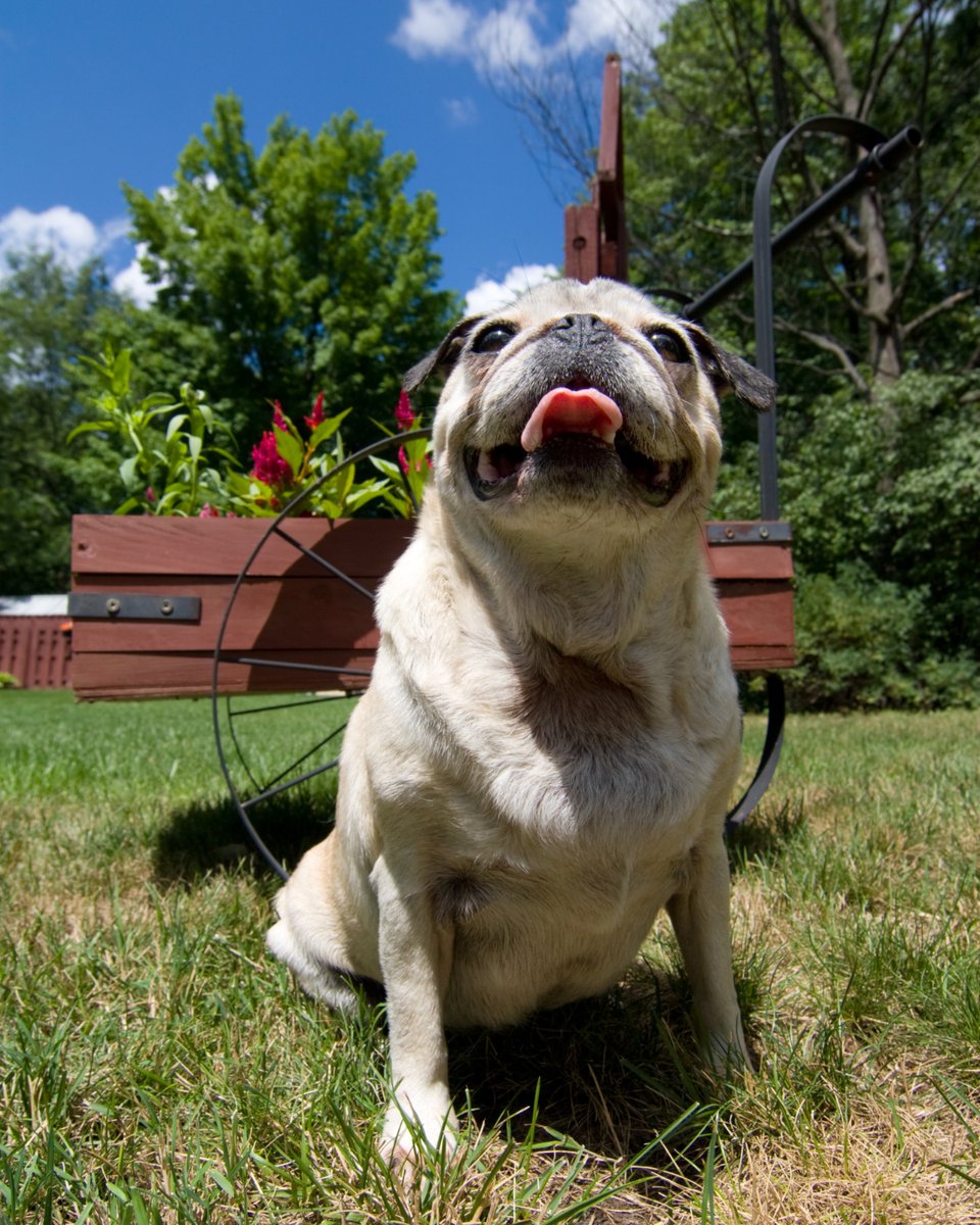 thesopawsome's tweet image. My pug's favorite game? 'Who can make the funniest face?' They always win. 🏆 #PugFaces #FunnyFaces #PugGames #PugLife #PlayfulPug