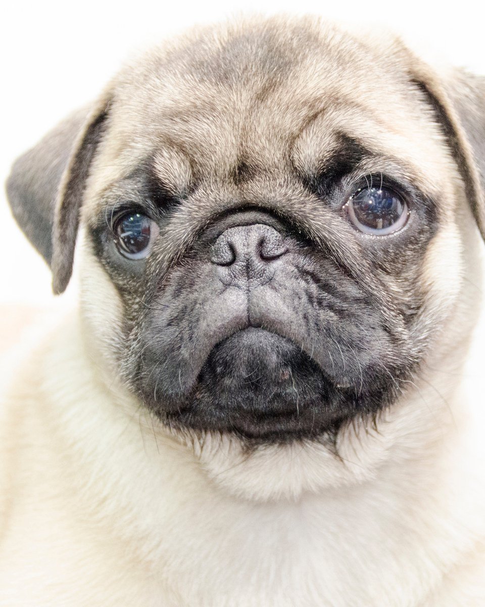 thesopawsome's tweet image. My pug's favorite game? 'Who can make the funniest face?' They always win. 🏆 #PugFaces #FunnyFaces #PugGames #PugLife #PlayfulPug