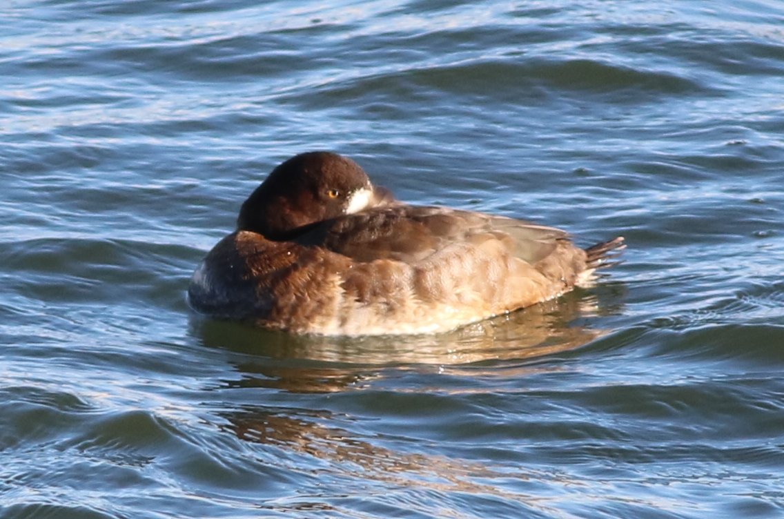 JamesDa89890393's tweet photo. Annual early in the year visit to the Abberton Reservoir causeways on Saturday. Also caught up with the white-fronts and the Tundra Bean Geese - my first for some time, Little Stint etc https://t.co/ibltdMU0jp