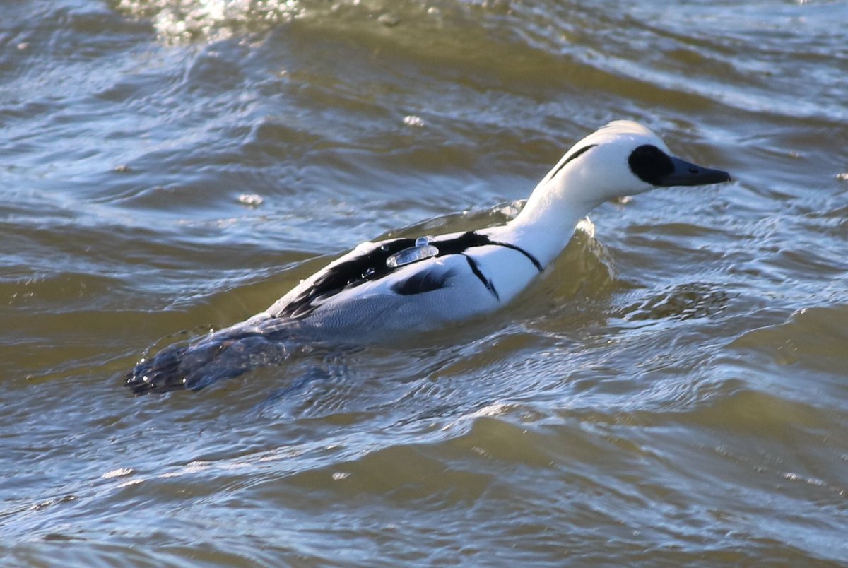 JamesDa89890393's tweet photo. Annual early in the year visit to the Abberton Reservoir causeways on Saturday. Also caught up with the white-fronts and the Tundra Bean Geese - my first for some time, Little Stint etc https://t.co/ibltdMU0jp