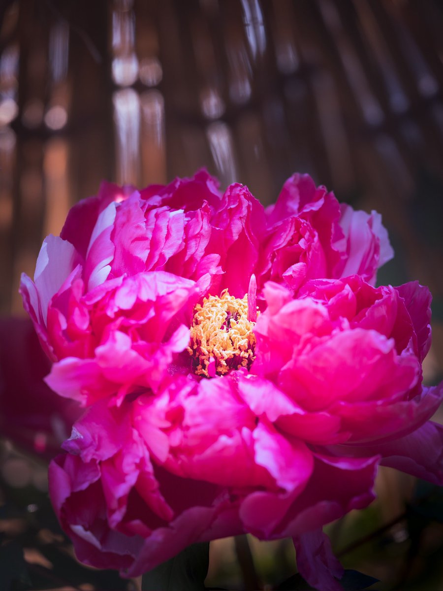 takao_camera's tweet image. 冬牡丹

冬牡丹が咲いていました。ボタン科。島錦という品種です。江戸時代からの牡丹の一大産地である大根島の育種家、安部博昌さんが1978年に発表しました。色や模様に変化が出るのが魅力の１つで、花色が白、赤、ピンクに変わり絞りの出方も花ごとに変わります。
花言葉は、恥じらい。