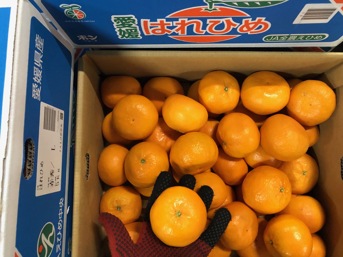 清見オレンジと温州みかんの宮川早生の血を引く #はれひめ。見た目は