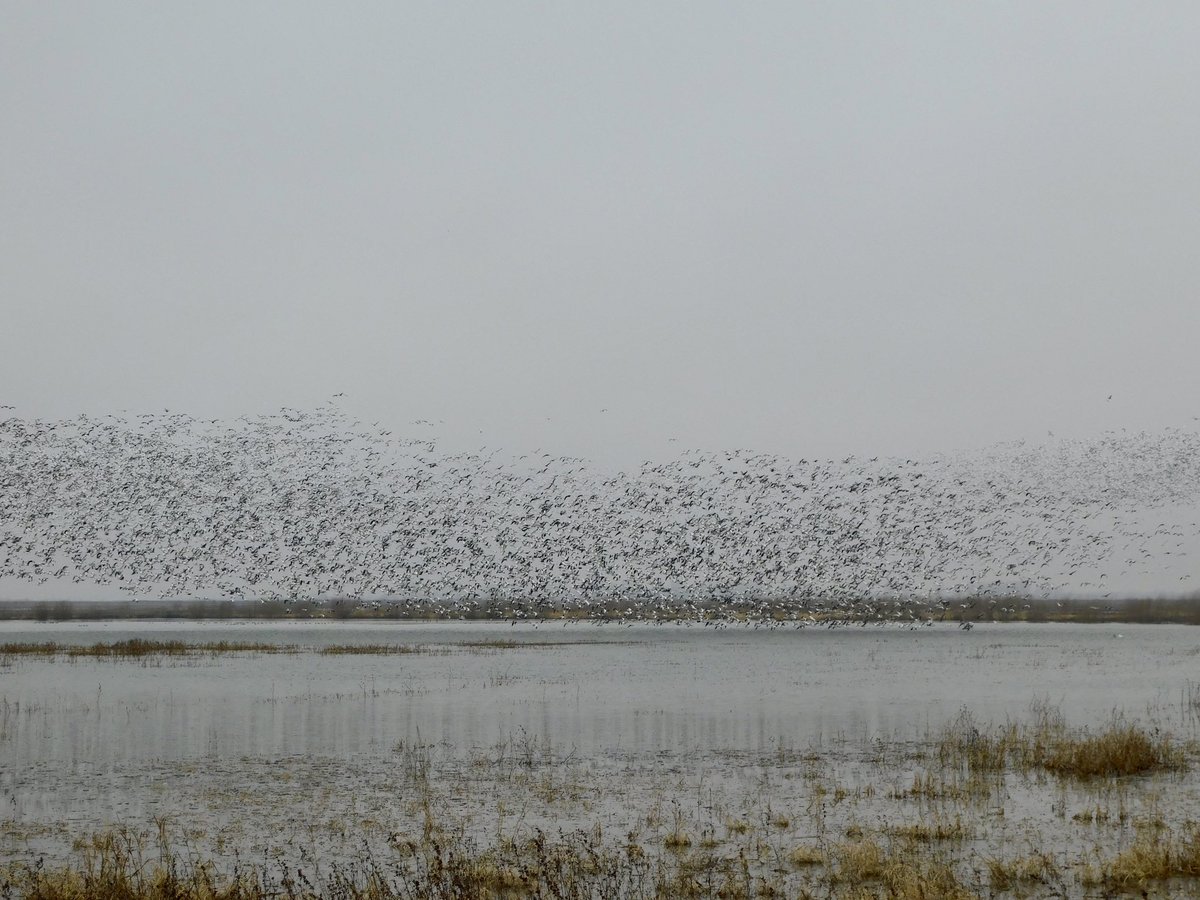 Eagles at Loess Bluffs National Wildlife Refuge (Squaw Creek) Mound City, MO🦅🇺🇸