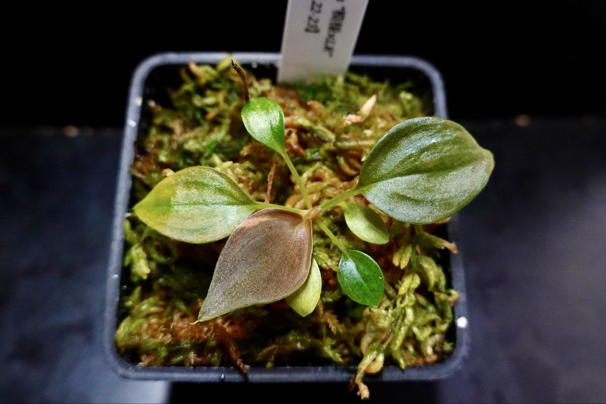 Homalomena“模様×LR