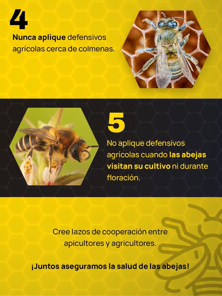 CAFYFpy's tweet photo. Proteja a las abejas con Buenas Prácticas Agrícolas🐝🛡️ 

Deslizá para conocer cómo proteger a las abejas con BPA, te compartimos 5 puntos importantes. 

¡Juntos aseguramos la salud de las abejas! 🤝

📲 Contactá al equipo técnico de Cafyf a través de nuestros medios oficiales. https://t.co/GEakt0iQuH