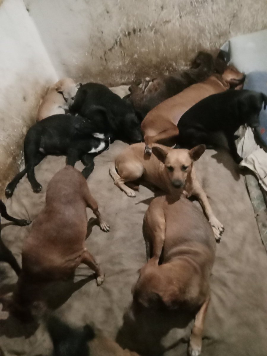 VALERIA Y SU PANDILLA HOGAR DE PERROS ABANDONADOS tweet media