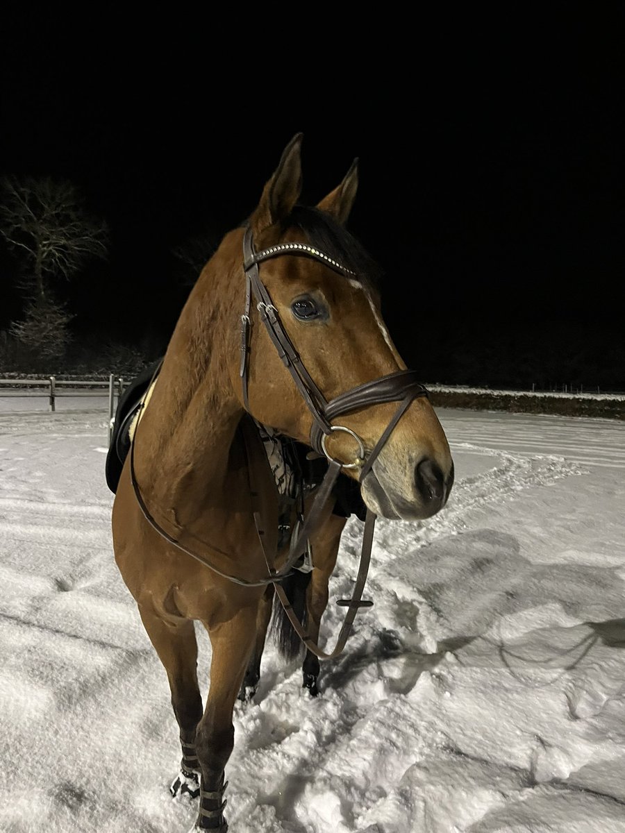 REvanDiermen's tweet photo. Alle seizoenen genieten! De buitenbak is even niet om te rijden. Winter in NL. ❄️☃️ https://t.co/sJRX8q4y90