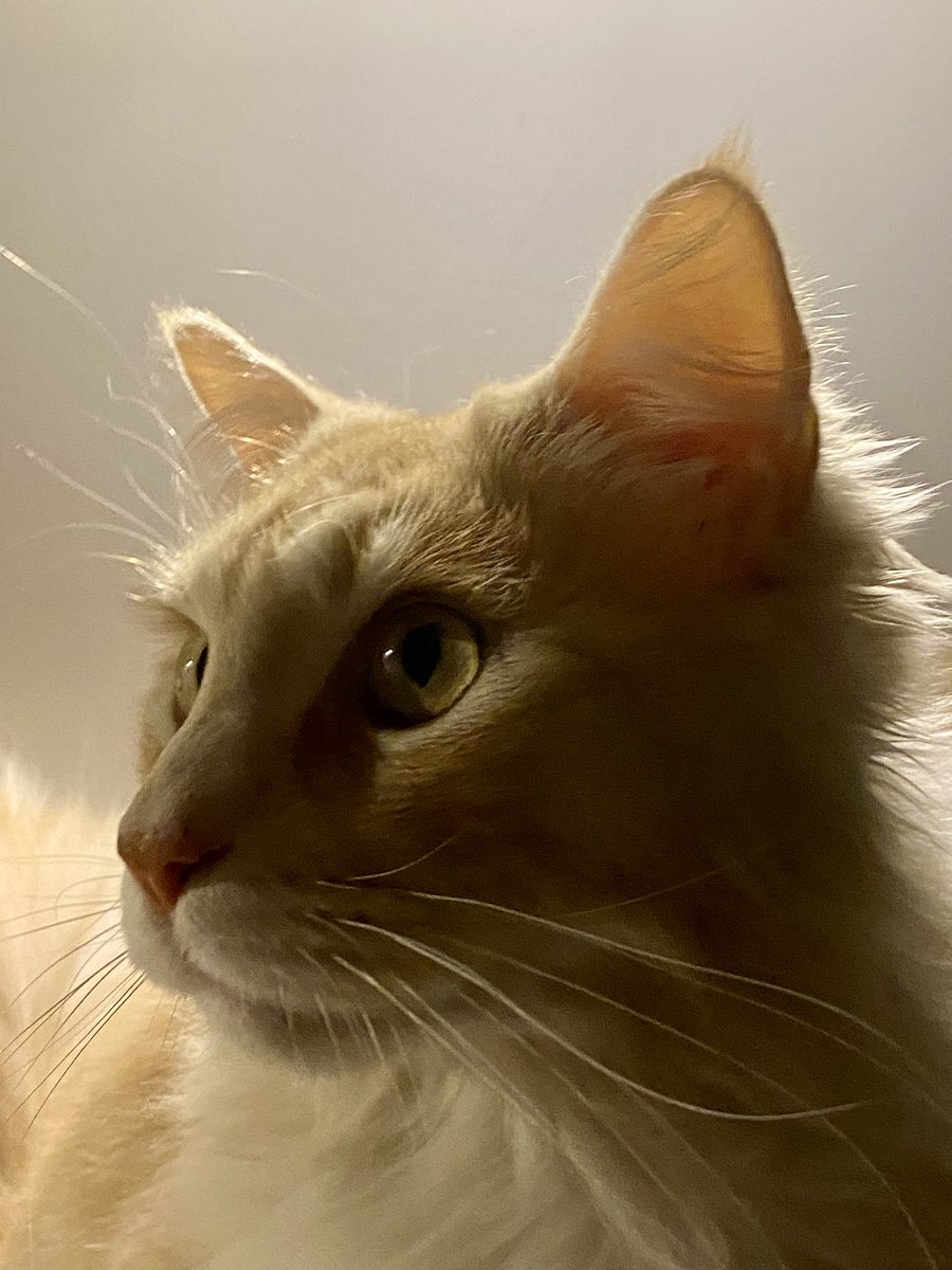 Vai jums arī laiku pa laikam šķiet, ka vislabāk jūs saprot tieši kaķīts?