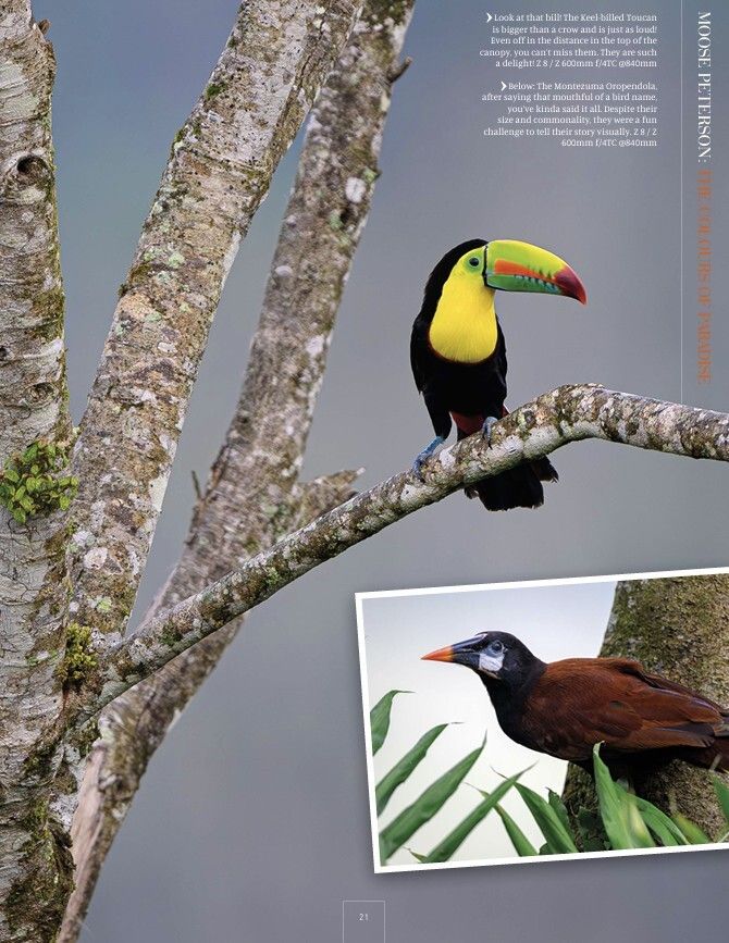 Today (5 Jan) is #NationalBirdDay in the UK! 🐦 To celebrate, we’re suggesting a stunning article packed with exotic bird photography from the Costa Rican rainforest: ✨The Colours of Paradise ✨by @moosepeterson buff.ly/o0vGMNA

#BirdPhotography #tropicalbirds
