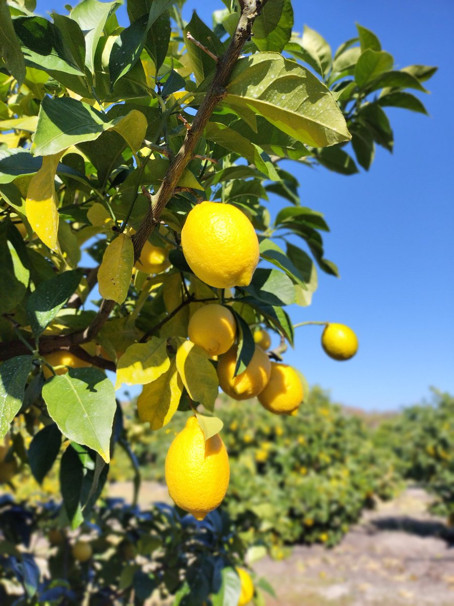 おはようございます☀️
本日もよろしくお願いいたします！

1/6は #色の日
写真は、広島県大崎上島の澄んだ青空と栽培しているレモンです🍋✨（無加工）

輝くレモンイエローをみて今日もポジティブに過ごせますように☺️

皆さまの好きな色も教えてください🎶