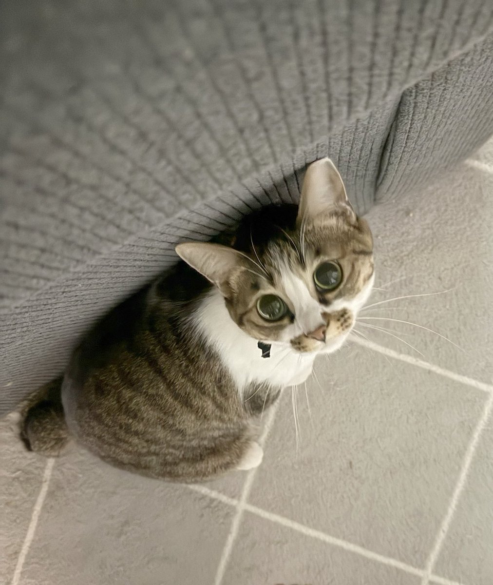 つくきな❤︎ココテテ🐈‍⬛⸒⸒⸒⸒🐾 (@tsukukina971) / Posts / X