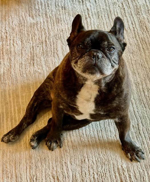 HouseCallVetNYC's tweet photo. Devilishly handsome, with a touch of angelic grace. He’s causally cosmopolitan.

And definitely French.

My acupuncture patient, Mattis. https://t.co/yoNi20QJxI