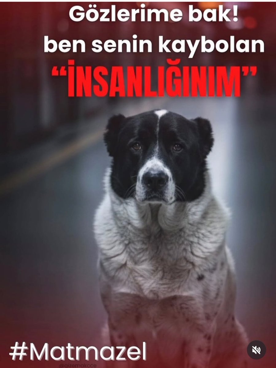 Gözlerime bak !
Ben senin kaybolan 
"İNSANLIĞINIM "
#matmazelicinadalet