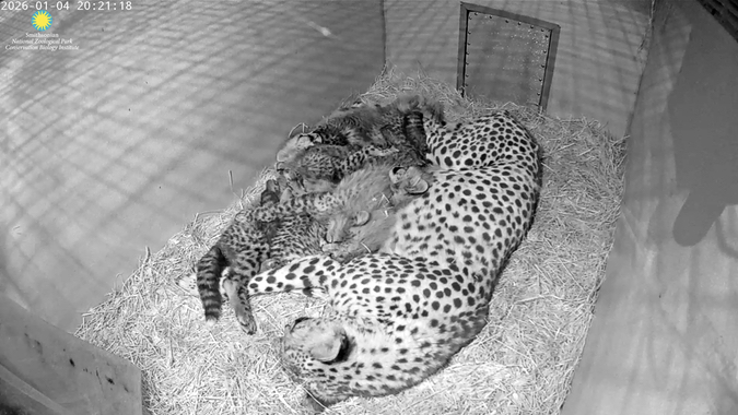 BlizzardWatch's tweet photo. Let's celebrate the newest cheetah cubs of the Smithsonian's National Zoo &amp; Conservation Biology Institute https://t.co/GU4AiJ5Ujf https://t.co/WKhEIDRgpt