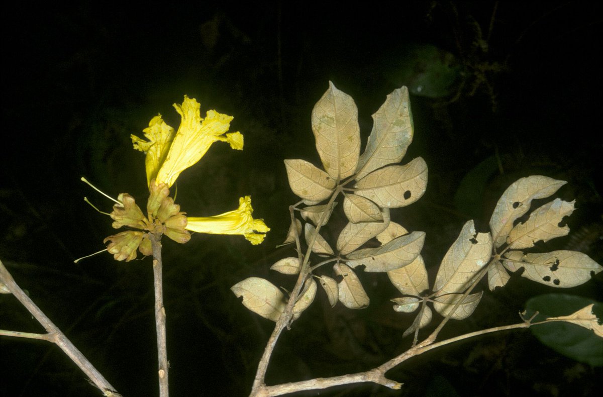 How to Propagate Handroanthus subtilis  
propagate.one/how-to-propaga…