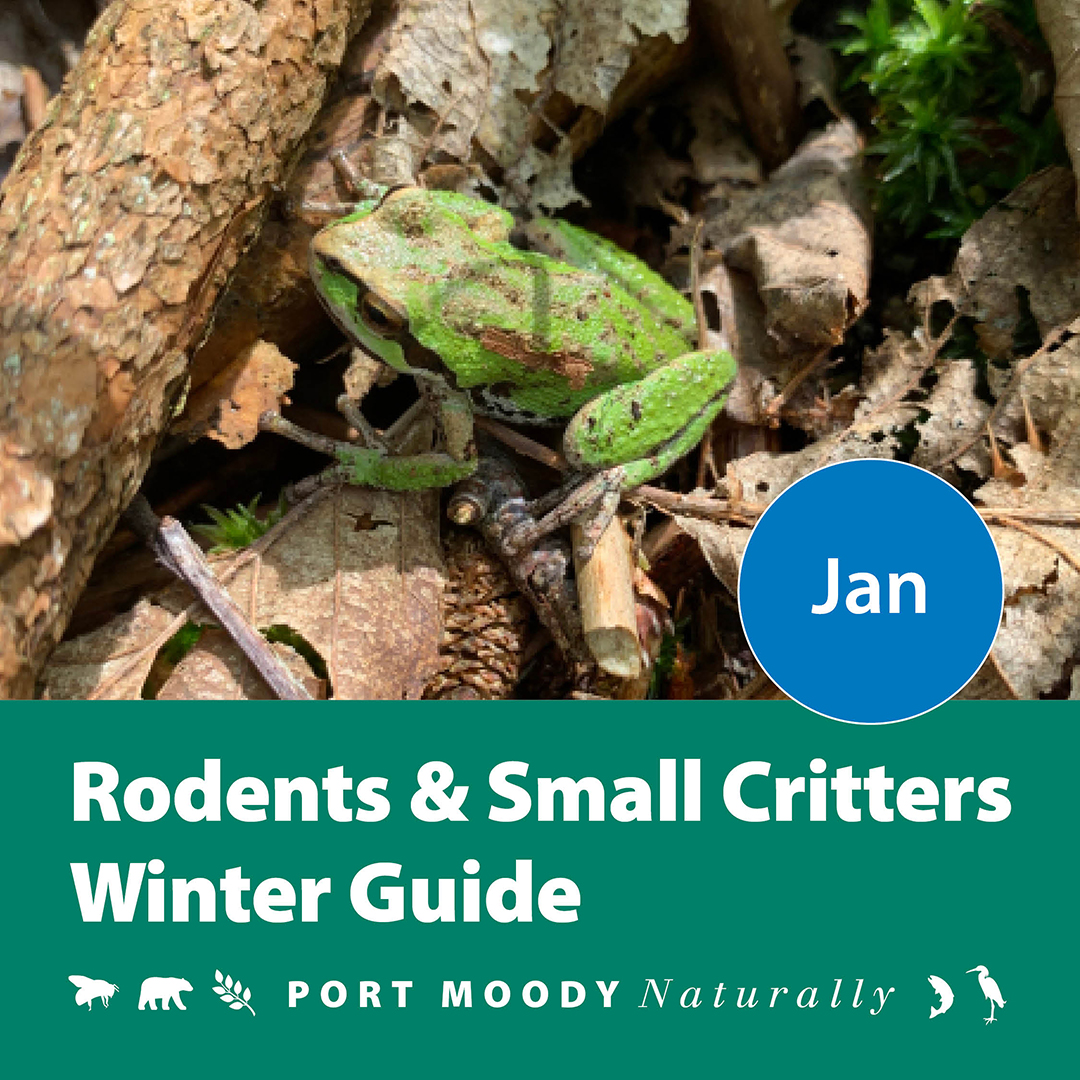 CityofPoMo's tweet photo. As residents of Port Moody, we have a shared responsibility to support local wildlife during the winter while managing rodent issues. Keeping your yard a bit wild can be a lifeline for small creatures, as leaf piles and plant debris offer crucial shelter. On the other hand, ensure your home is secure against wildlife seeking indoor shelter by minimizing food sources and sealing any openings. Avoid rodenticides, as they can harm non-target wildlife and pets.

Remember, feeding wildlife is not only illegal under local bylaws and the BC Wildlife Act, but it also poses safety risks by attracting rodents and larger predators. For more information, visit https://t.co/QoFPrmztYN.