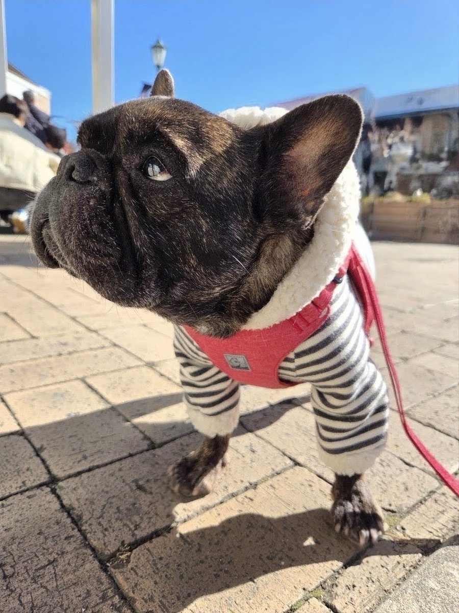 つよしページ つよし🐶まる (@tsuyoshi39161) / Posts / X