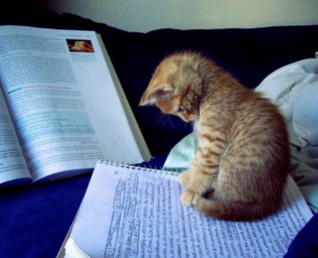 apoletlerini yırt kavminden kaç tweet media