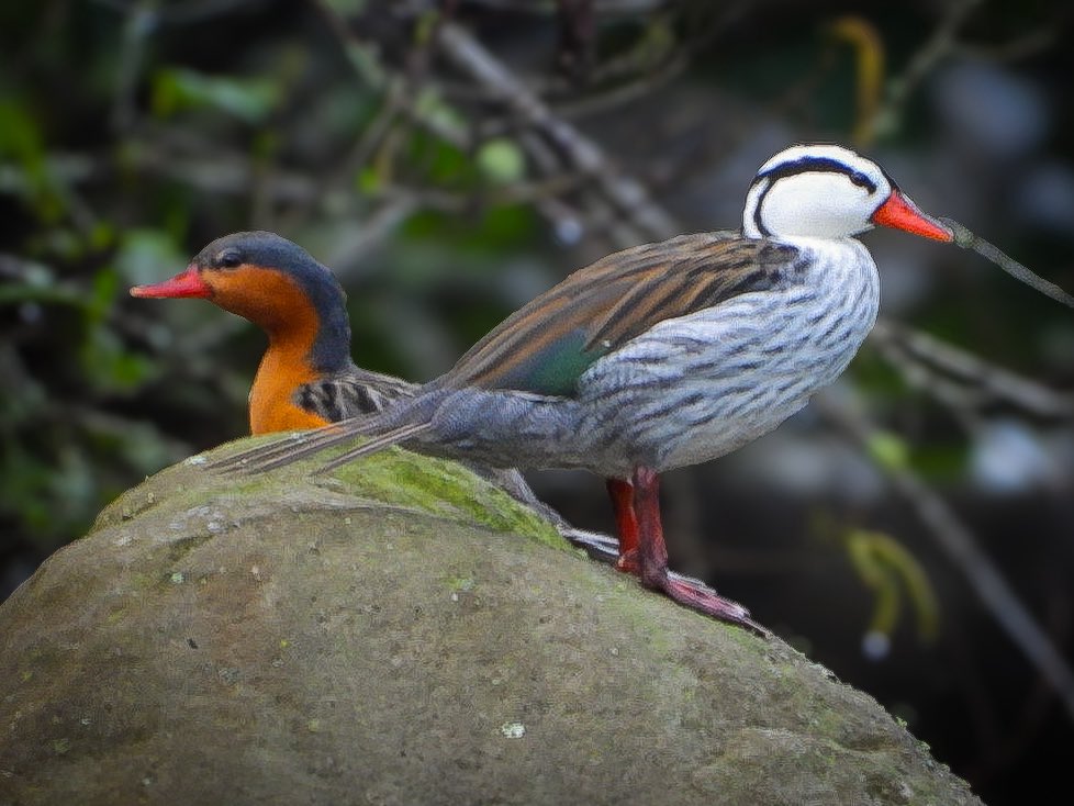 🦆 Patico de torrentes
✍️ Merganetta armata 
📍 Puracé, Cauca (Colombia)