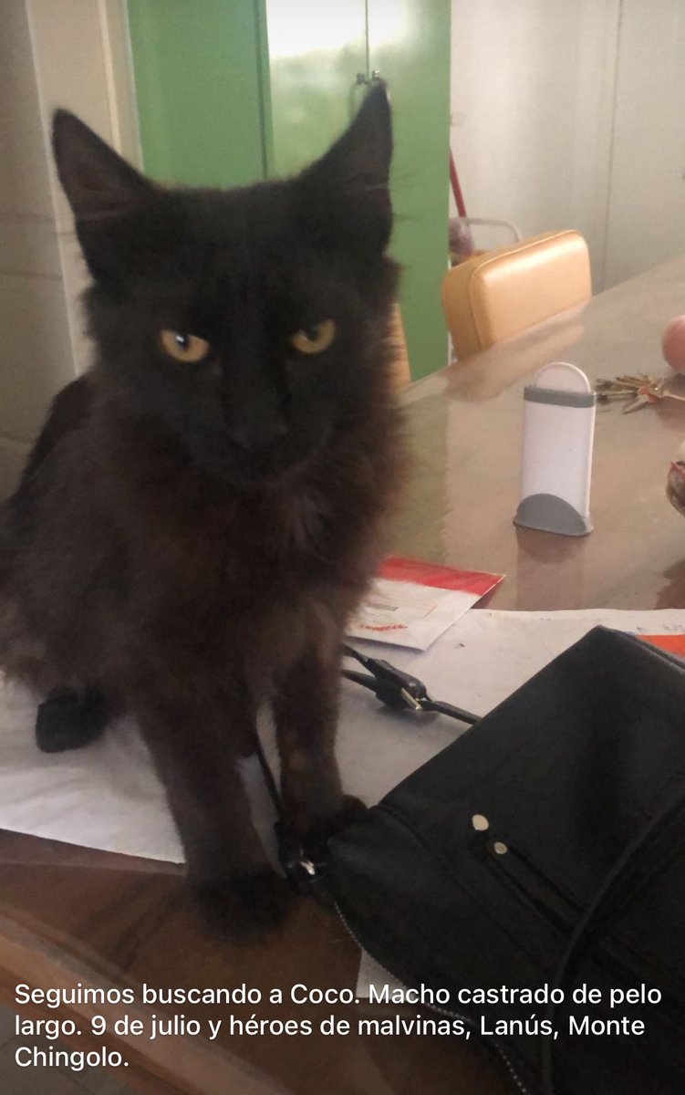 penuria__'s tweet photo. URGENTE. SE PERDIÓ COCO EN LANÚS. MACHO CASTRADO. 9 DE JULIO Y HÉROES DE MALVINAS. POR FAVOR DIFUNDIR. https://t.co/oJqyO37b1E