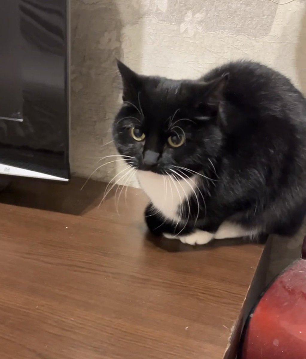 пока я выгуливала пса, наша кошка каким-то образом очутилась на улице и орала, сидя на заборе, а как только я подошла, сразу же запрыгнула ко мне на плечо, и мы так пошли домой

а когда пришли, оказалось, что наша кошка никуда не выходила

теперь их двое

помогите