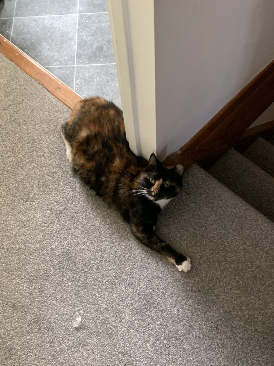 turtle the cat 🐢 tweet media