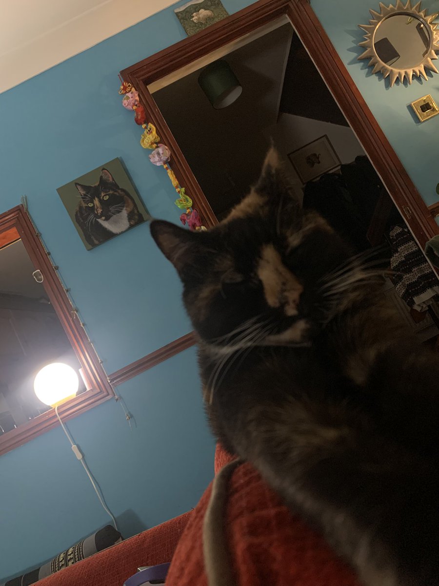 turtle the cat 🐢 tweet media