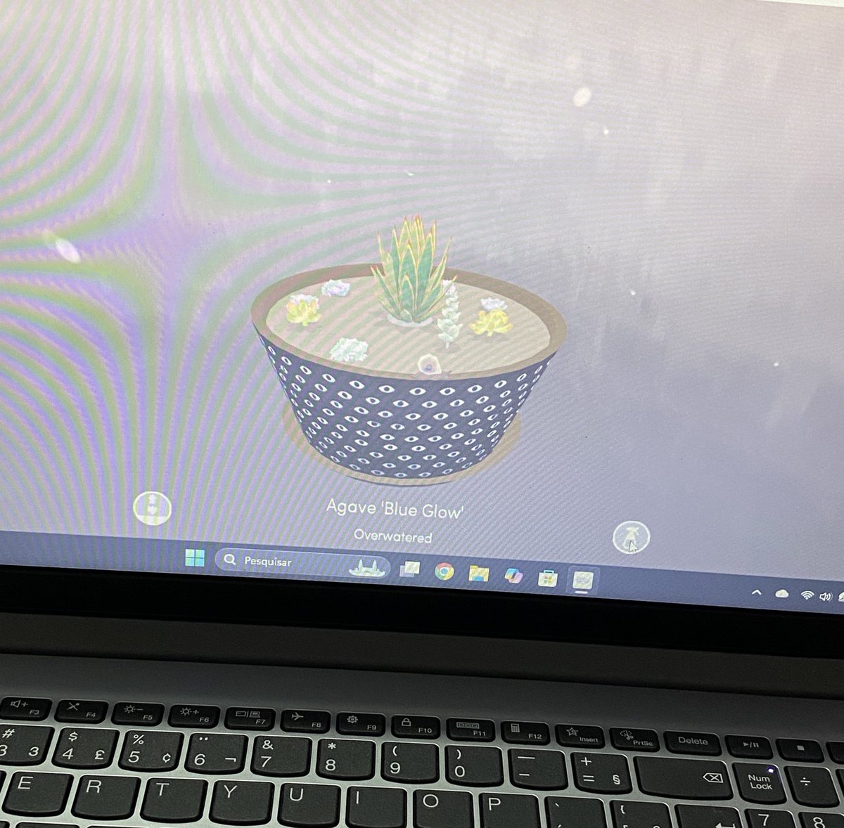 thluaz's tweet image. Meu joguinho de plantar suculentas ☝️💕