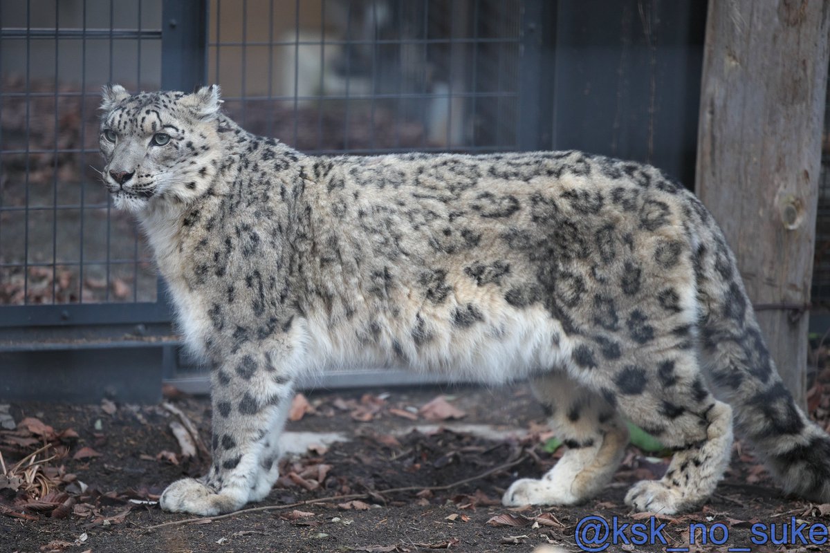 けーすけ (@ksk_no_suke) / Posts / X