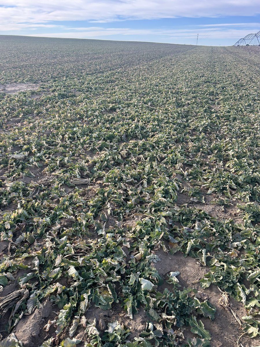 Alex Millershaski tweet media