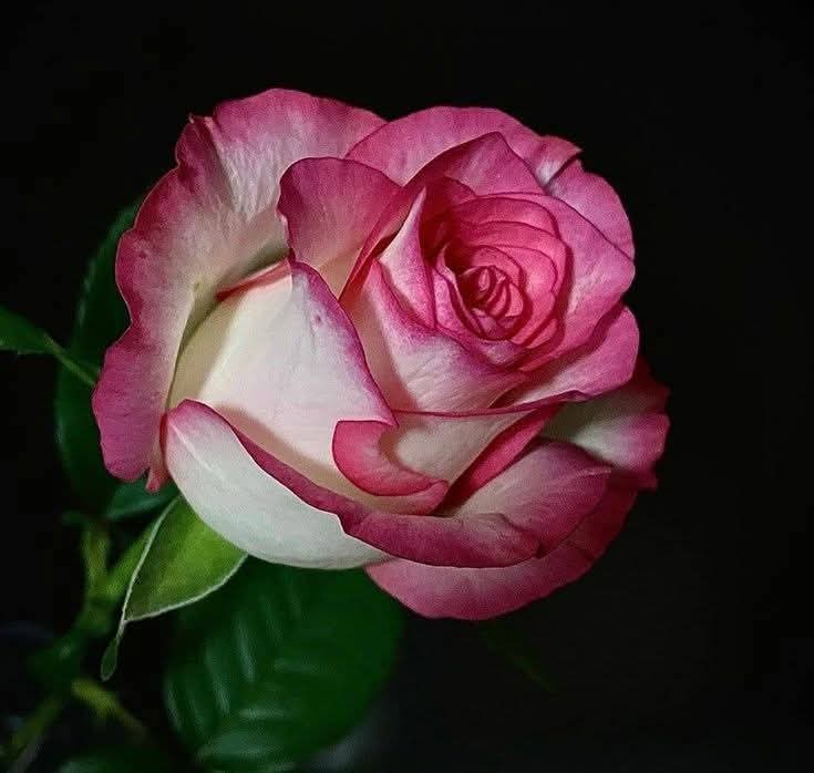 Bir günü daha bitirdik.
Yeni bir günün telaşı sardı bile 
Yüreğimizi