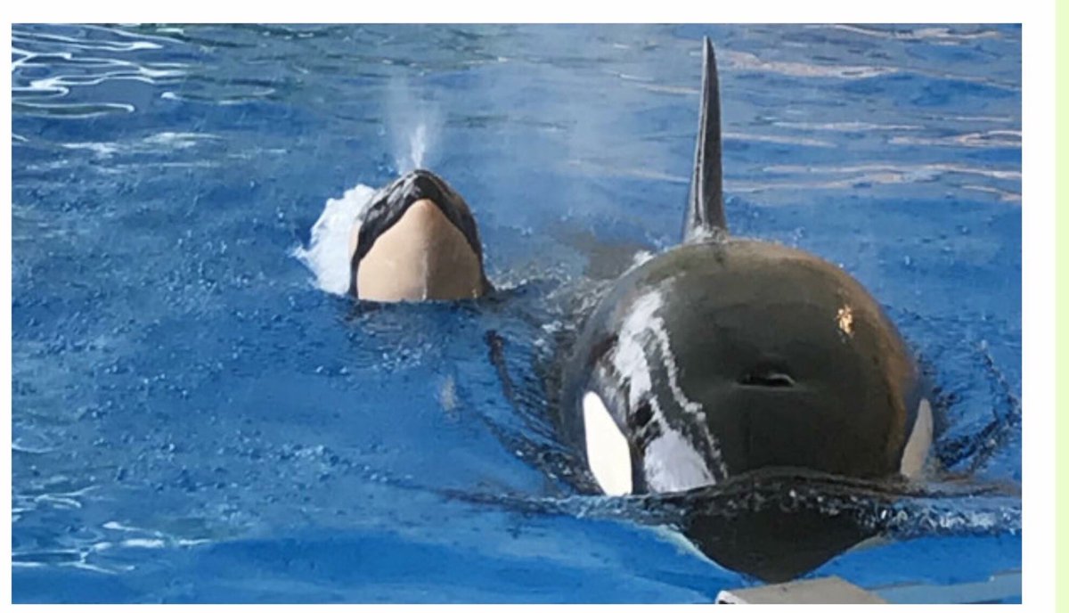 GerdavanRijn1's tweet image. 🐬 6️⃣4️⃣1️⃣8️⃣days 😢💔😡😖😔😞😤😡 in Captivity  @LoroParque Thanks to @seaworldisevil   #FreeMorgan #Blackfish  Her 2nd baby TENO is born in captivity. It’s a boy that will NEVER know FREEDOM #CaptivityKills