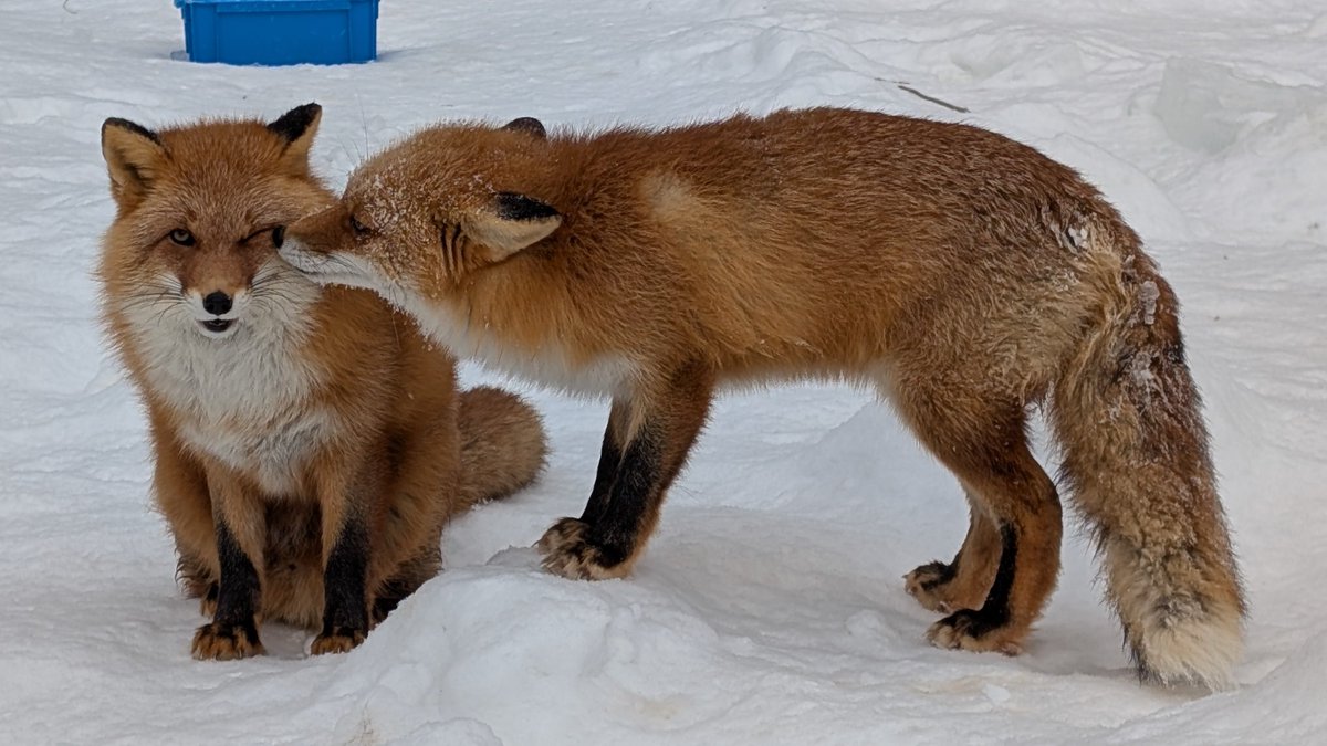 きたきつねページになります＊ 年上だけと甥っ子 #だいち ♂今年3歳になります 右は年下だけど叔父の