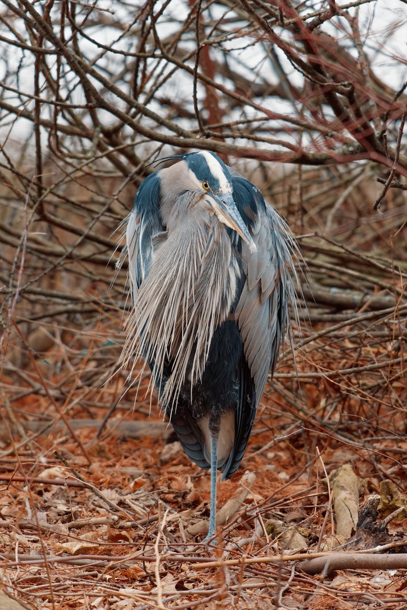 Bagels & Walks tweet media
