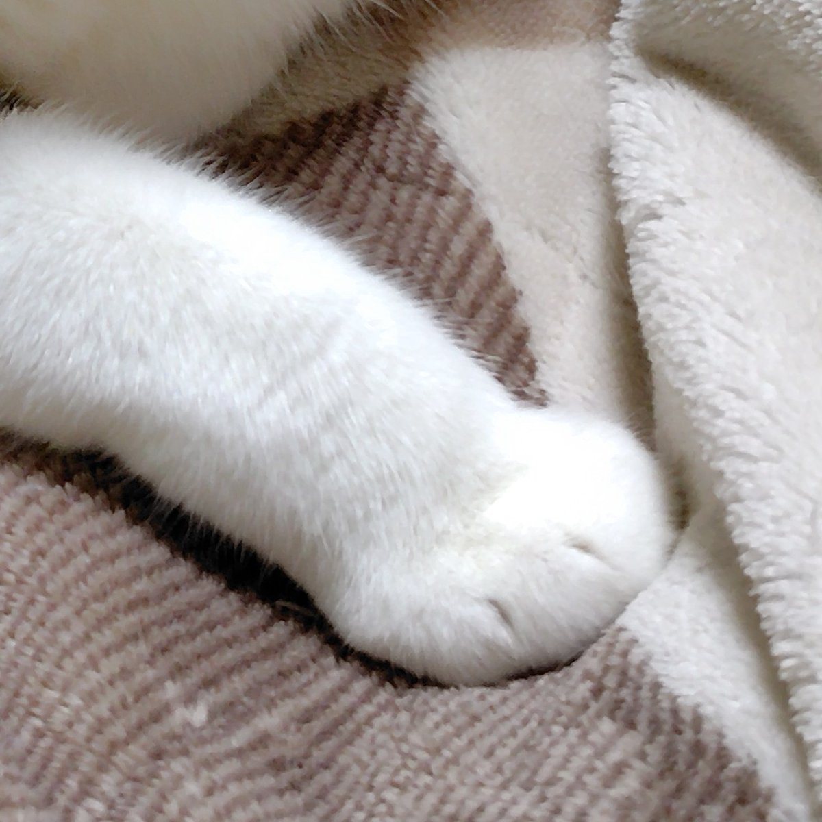 のぶりん (@Nana7Poirot1) / Posts / X