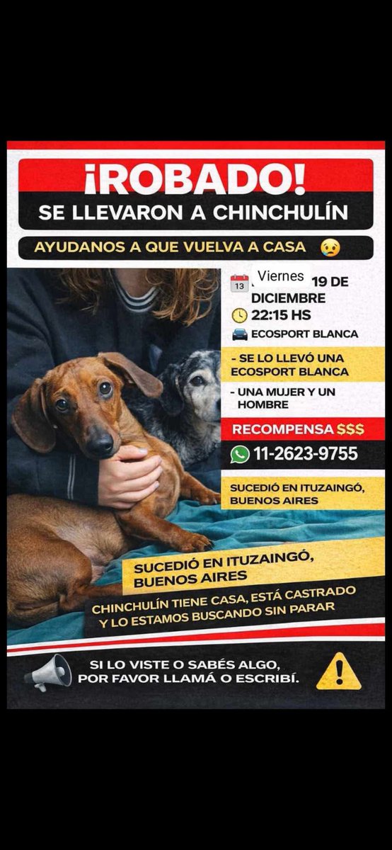Hechosanderecho's tweet photo. #Ituzaingó Otro perrito salchicha que no está con sus dueños. Lo robaron el 19 de diciembre, a las 22.15. Se llama Chinchulín y el hecho quedó registrado en video.
En las imágenes se observa cómo un auto blanco da la vuelta al verlo, bajan un hombre y una mujer, lo llaman, lo persiguen y finalmente se lo llevan.
Desde entonces lo buscamos sin descanso. Chinchulín tiene familia y hogar, y pedimos ayuda para que pueda volver sano y salvo. Hay denuncia.
