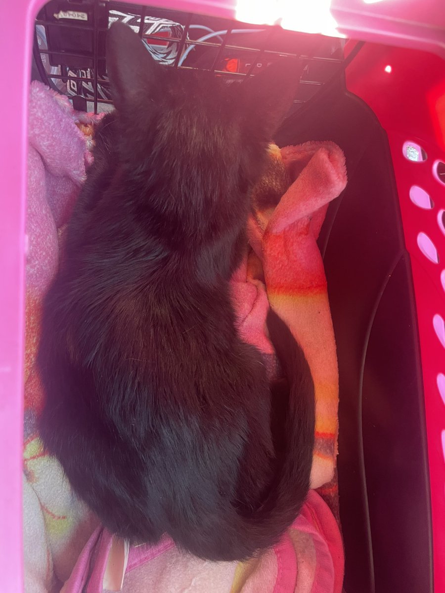 Just picked my cat up from his neuter, bro is high as a kite rn.