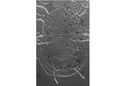 Zootaxa's tweet photo. #Phytoseiidae #mites (#Parasitiformes: #Mesostigmata) associated with native plants from the Caatinga biome, Pernambuco, #Brazil
#taxonomy
https://t.co/ALKLABhhUX https://t.co/25z28J6UOm
