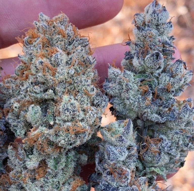 Jasper Claret tweet media