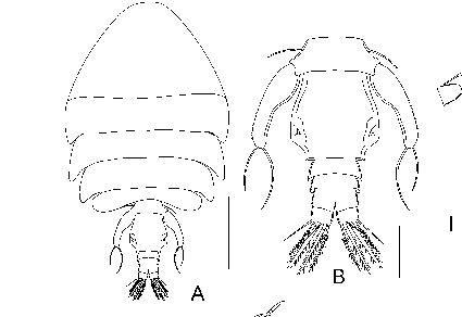 Zootaxa's tweet photo. A #newspecies of Acanthomolgus Humes & Stock, 1972 (#Copepoda: #Cyclopoida) from the Red Sea, Egypt, with an updated key to species
#taxonomy
https://t.co/WY4NxwmyIQ https://t.co/u6K8QKESNx