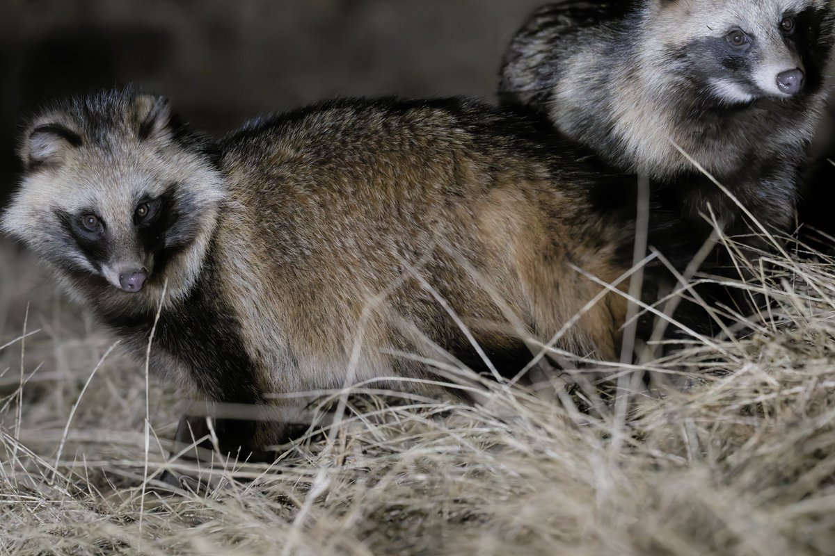 RT @s6556225: おはようございますᐢ⓿ᴥ⓿ᐢ 昨日のタヌです。 2頭