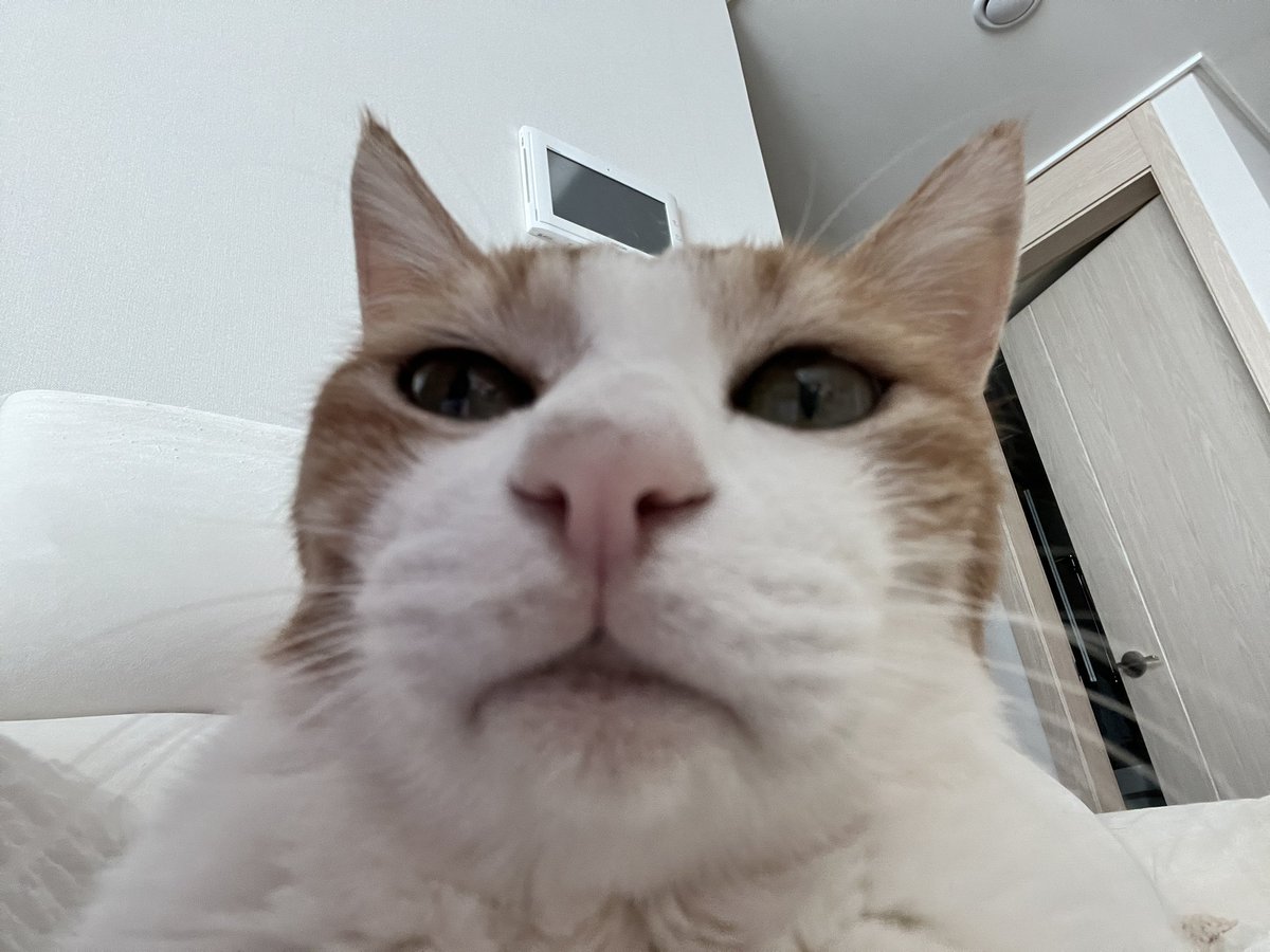 치즈가 어제 처음으로 제 꿈에 나왔는데 말끔하고 통통한
모습으로 나왔어요 ㅠㅠ 퇴근하는데 치즈 울음소리에 헐레벌떡 집에 들어갔는데 진짜 치즈가 있는거예요  만져주면서 반겨줬는데 그러다가 제가 꿈인걸 알아버려서 꿈에서 벌떡 깨버렸어요...ㅠㅠ 너무 슬펐어요..