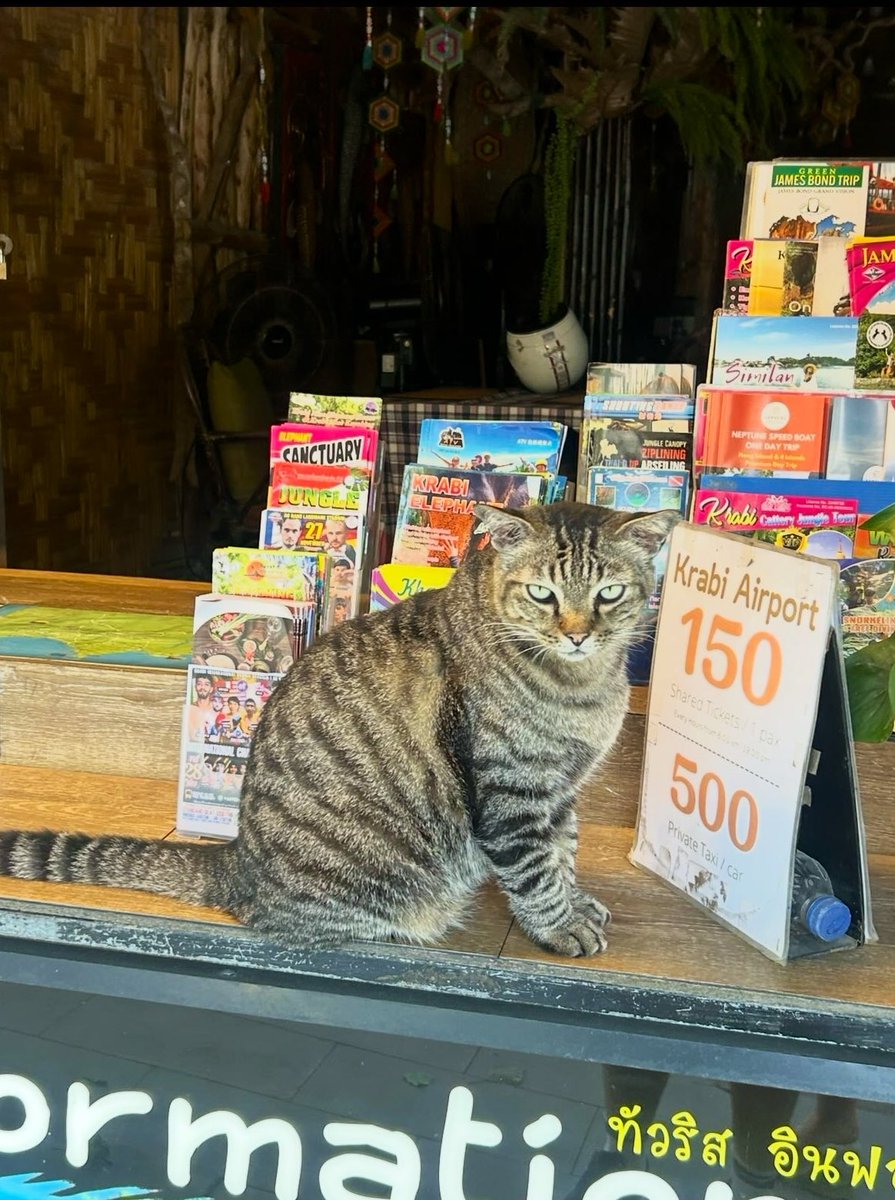 Bodegacats_'s tweet image. 