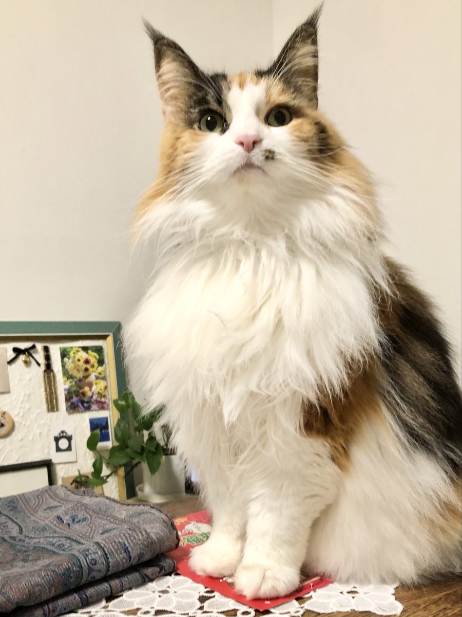 ヨッシー (@AOGSDkw5Qmr1X51) / Posts / X