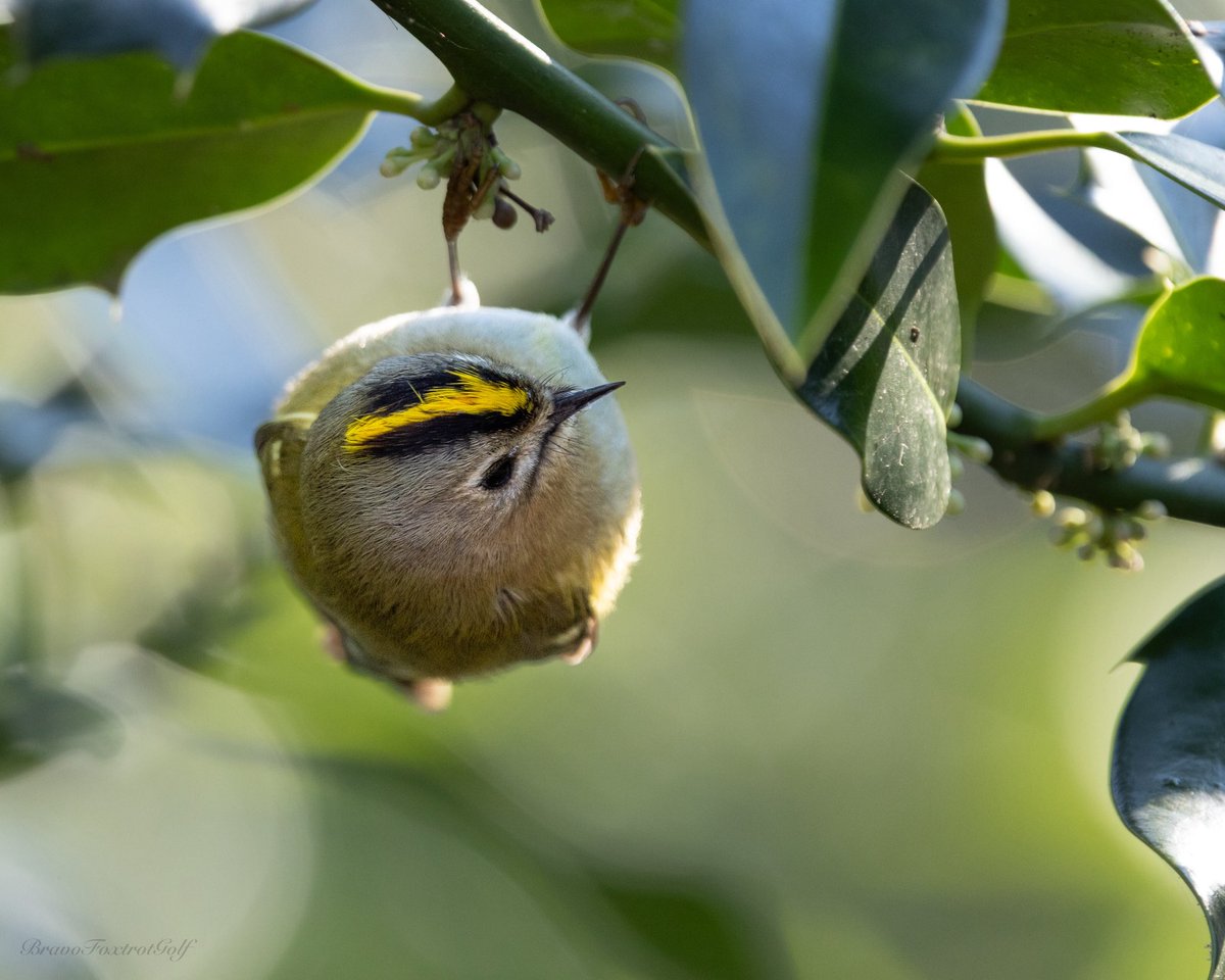 Upside down Goldcrest today