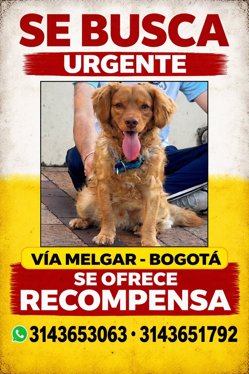 Lopeeeeeeeez's tweet image. Hola amigos, acudo a este medio por qué nuestro perrito Teo se extravió en medio de un accidente de tránsito donde iba viajando mi familia vía Nilo- Melgar no tenemos aún información alguna del perro, ayúdenme a localizarlo y a darle RT. Muchas gracias!