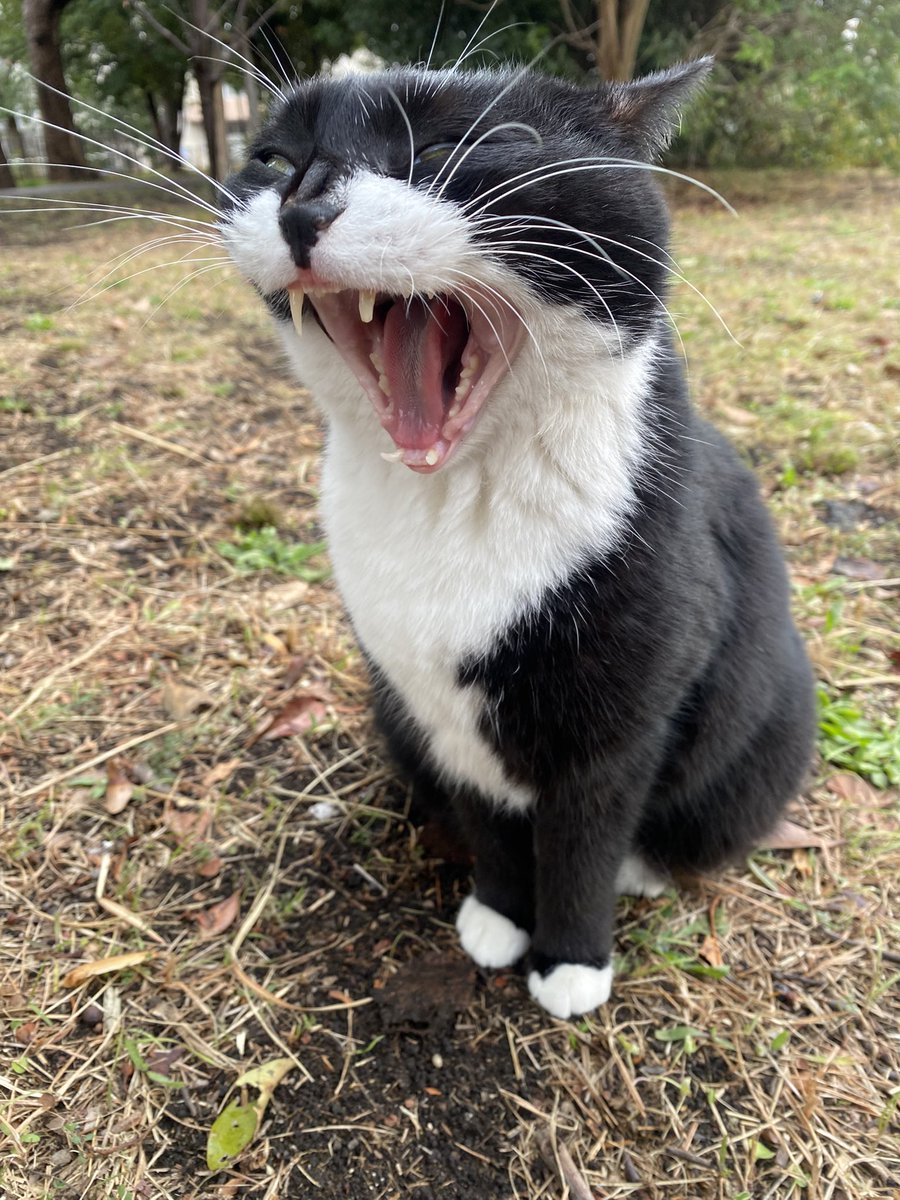 にゃん太郎 (@nyannyan__taro) / Posts / X