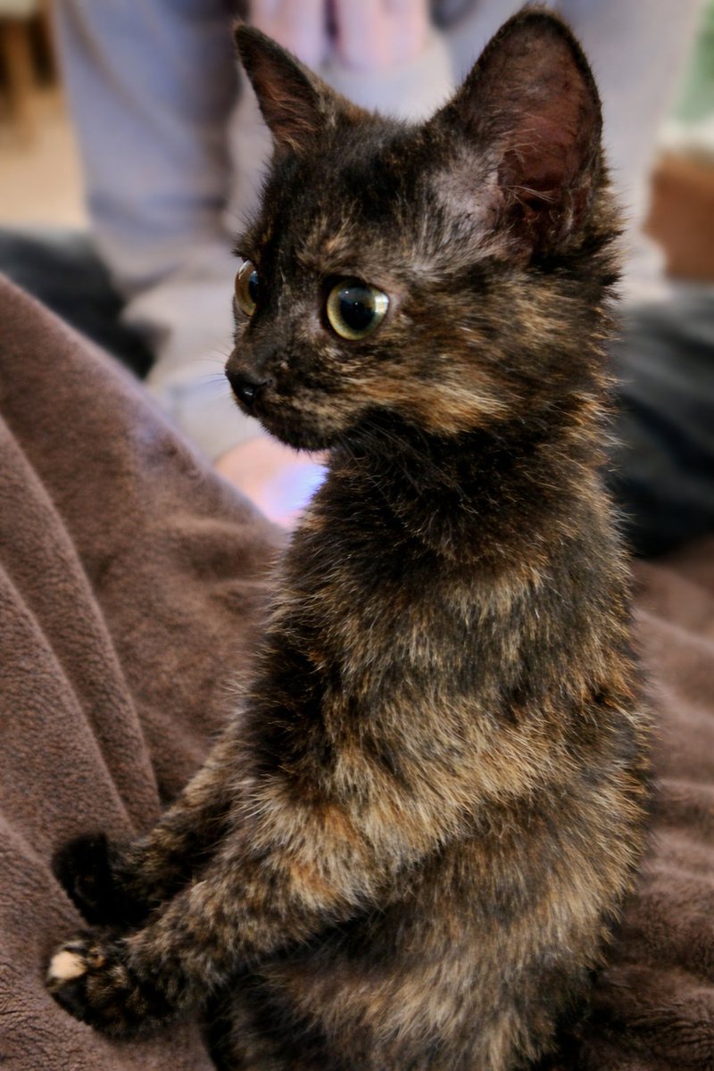 Ми з малою чортенякою амбітно замахнулись на дружню банку в 50к

На пікапа
Для роти НРК бригади рубіж, щоб доставляти НРК на точку виїзду насамперед для подальшої евакуаціі поранених з позицій

🎯50 000 ₴
🔗
send.monobank.ua/jar/2vnBTr14t5
І луже просимо ваших гривнів та репостів 🖤