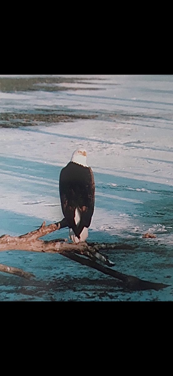 Good afternoon from Alaska 👋 
Happy National Bird Day! 
🦅 🦅 🦅 👏💪😍